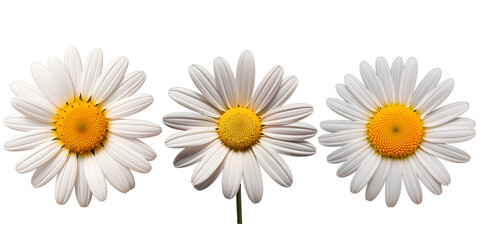 three daisy flowers, transparent background