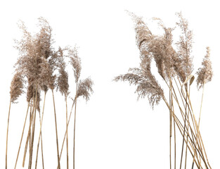 Dry reeds isolated on white background. Fluffy dry grass flowers Phragmites, autumn or winter herbs. - obrazy, fototapety, plakaty