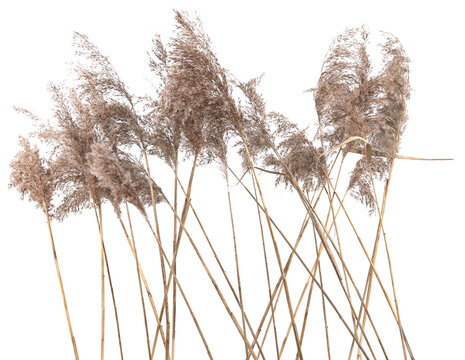 Dry reeds isolated on white background. Fluffy dry grass flowers Phragmites, autumn or winter herbs.