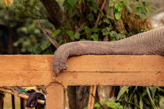 Trompe d'&eacute;l&eacute;phant d'Asie pos&eacute;e sur une barri&egrave;re