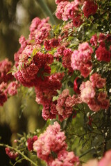 Flora, roses in the botanical garden