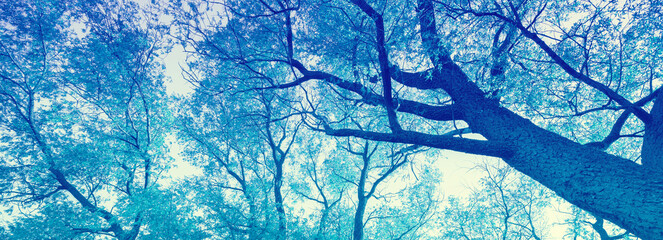 Blue frame from trees. Nature background. Bottom view. Horizontal banner