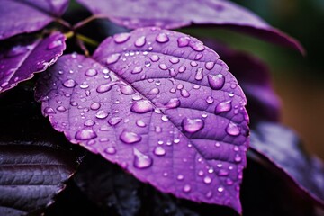 Close-up of a wet purple leaf with blurred background. Generative AI
