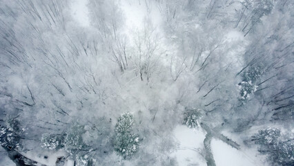 Trees in a snow-covered forest on a winter cloudy day. Aerial view.