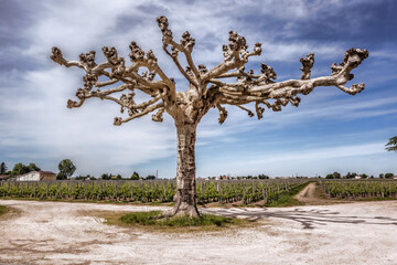 Landscape Pomerol Saint Emilion vineyards in Bordeaux region in France - 734807447