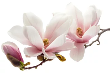 Foto op Canvas Magnolia blooms with petals isolated on white background © Oksana