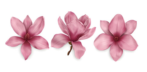 Fototapeta premium Magnolia blooms with petals isolated on white background