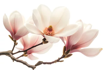 Foto op Canvas Magnolia blooms with petals isolated on white background © Oksana