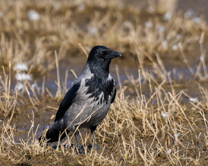 Fototapeta premium Hooded crow (Corvus cornix)