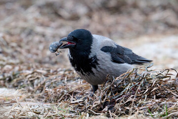 Hooded crow (Corvus cornix)