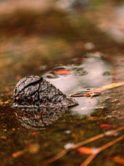 A pine cone dreams, gently resting on the surface of the water. Relaxing by a small pond in the woods.