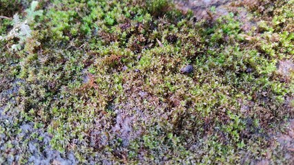 Obraz premium Moss surface 