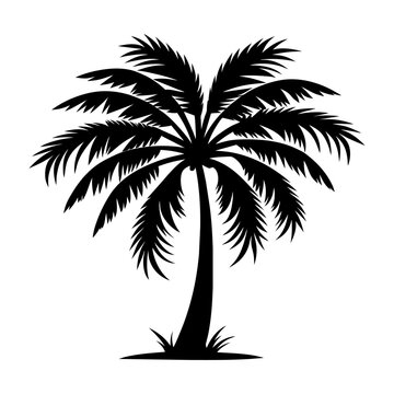 Palm tree silhouette. Isolated tropical palm tree