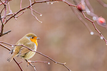 Robin on branch