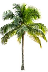 Green palm tree isolated on white background
