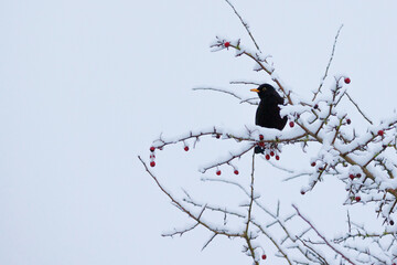 Winter Blackbird 