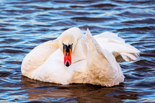 Mute Swan preening