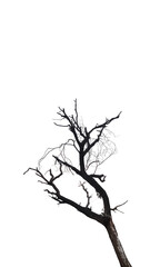 tree silhouette isolated on white background