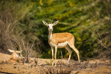 Antelope in the savannah wild, outdoor, safari, nature.