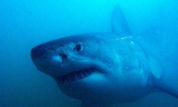 Great White Shark, Carcharodon carcharias, Gansbaai, Western Cape, South Africa, Africa