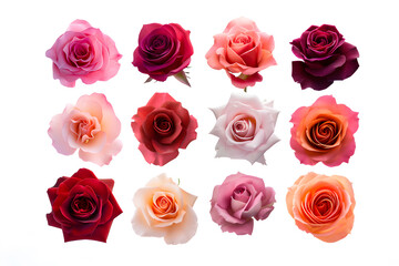Fototapeta premium Collection of pink roses flowers isolated on white background