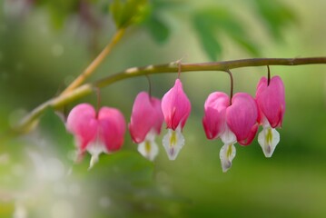 beautiful flowers of Dicentra spectabilis bleeding heart in hearts shapes in bloom on green...