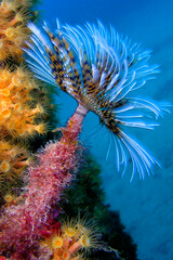 Tubeworm, Fan Worm, Spirographis, Spirographis Spallanzani, Feather Duster Worms, Tube Worm,...