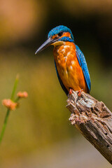 Kingfisher, Alcedo athis, Tajo River, Monfragüe National Park, SPA, ZEPA, Biosphere Reserve,...