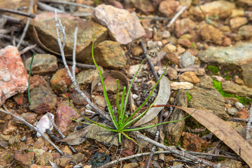 Drosophyllum lusitanicum, the Dewy Pine, in natural habitat near Sao Luis in Portugal
