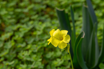 Oxalis pes-caprae near Sao Luis in Portugal