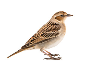 a bird standing on a white background