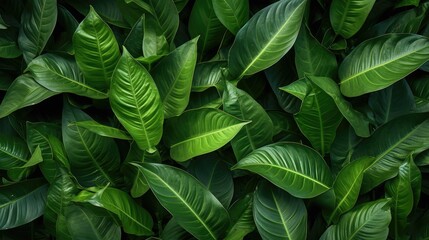 High-End Dark Green Leaves Seamless Texture