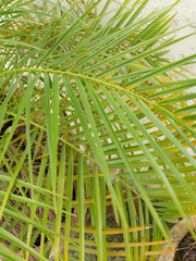 close up of palm leaves, green leaves plant, pattern of leaf photography, natural gardening background, greenery wallpaper 