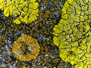 different sized yellow mosses on an old rock with little holes in it