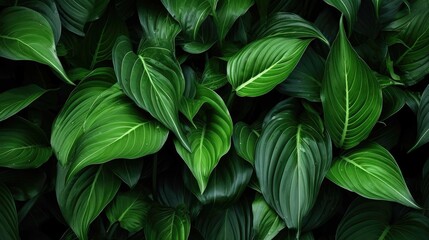 Sophisticated Dark Green Leaves Design