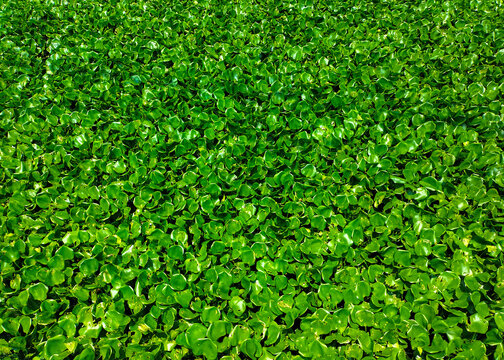 Selective focus. Water hyacinth grows in all types of freshwaters environments. Eceng gondok or Water hyacinth or Eichhornia crassipes. Good for background.
