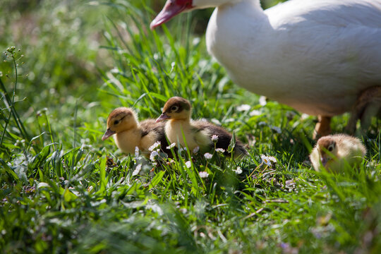 Ducklings of Muscovy Duck in spring garden