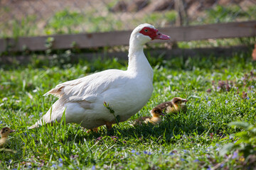 Naklejka na ściany i meble Muscovy duck female with litlle ducklings in permaculure garden