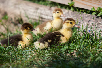 Ducklings of Muscovy Duck in spring garden