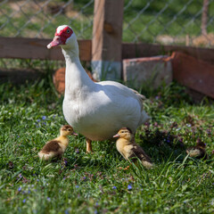 Muscovy duck female with litlle ducklings in permaculure garden
