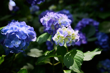 紫陽花