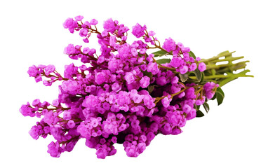 Bouquet of Purple Statice Isolated on Transparent Background PNG.