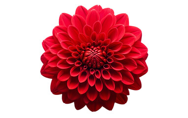 Brilliant Red Dahlia in Full Blossom Isolated on Transparent Background PNG.