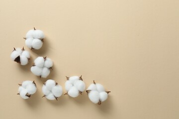 Fluffy cotton flowers on beige background, flat lay. Space for text