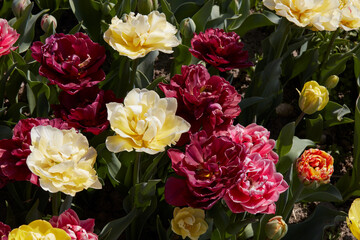 Double tulip flowers pale yellow, dark red and pink colors texture background in spring sunlight