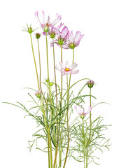 bouquet of flowers, beautiful cosmos bipinnatus flower isolated on white background