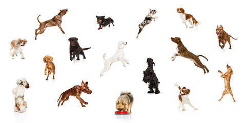 Collage made of different purebred adorable dogs in motion, playing, eating, running isolated over...