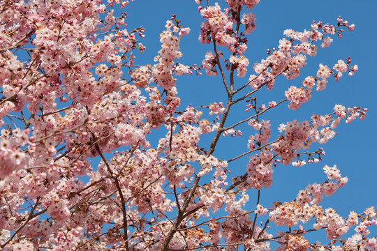 Cherry tree blossom, branches and twigs with pink flowers in a sunny spring day, blue sky