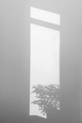 Light and shadows from plant and window on wall indoors