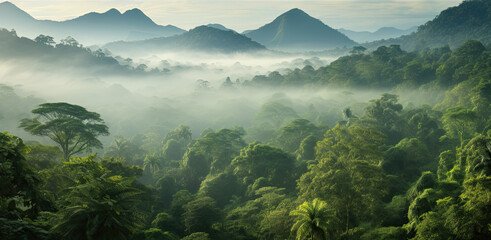 Rainforest forest with fog - Powered by Adobe